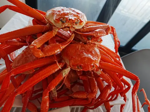 無限量任食東海名物紅蟹