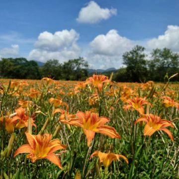 南投 金針花+台中+台北 5天賞花之旅  松林町妖怪村、溪頭 螢火蟲#、日月潭 (包遊湖船)、伊達邵老街、扇形車庫園、八卦山大佛、審計新村 *再減-$160憑指定中銀咭推廣碼【BOC160A3】