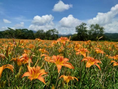 南投 金針花+台中+台北 5天賞花之旅  松林町妖怪村、溪頭 螢火蟲#、日月潭 (包遊湖船)、伊達邵老街、扇形車庫園、八卦山大佛、審計新村