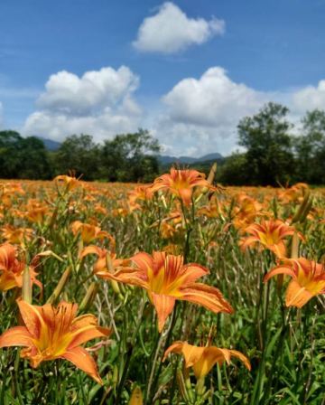 南投 金針花+台中+台北 5天賞花之旅  松林町妖怪村、溪頭 螢火蟲#、日月潭 (包遊湖船)、伊達邵老街、扇形車庫園、八卦山大佛、審計新村