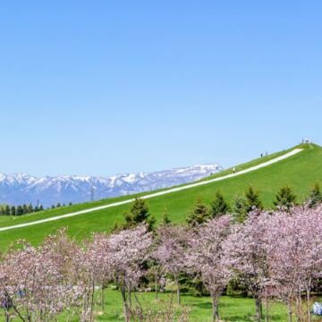 北海道 春の富良野、美瑛7天美景之旅  美瑛の青池、白鬚瀑布、富田花園、層雲峽(大雪山國立公園、夫妻瀑布)、旭山動物園、三國峠展望台+Naitai高原牧場/東藻琴芝櫻公園