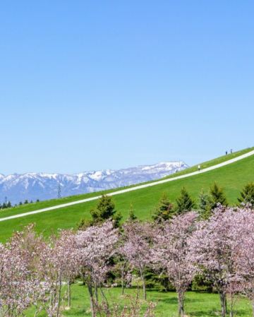 北海道 春の富良野、美瑛7天美景之旅  美瑛の青池、白鬚瀑布、富田花園、層雲峽(大雪山國立公園、夫妻瀑布)、旭山動物園、三國峠展望台+Naitai高原牧場/東藻琴芝櫻公園