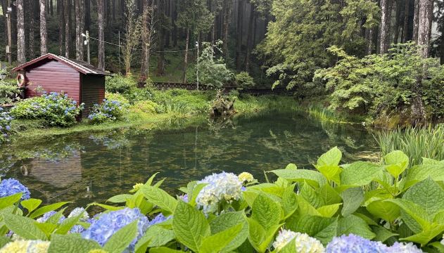 阿里山受鎮宮花