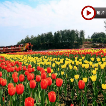 🌸花見湖北🌸櫻約湖北‧武漢5天純玩高鐵團 東湖櫻花園、武漢大學櫻花大道、王家墩公園賞櫻、木蘭花鄉鬱金香花海、黃鶴樓、漢口里、科幻感懸掛列車~光谷空軌、鬥級營、咸安坊下午茶、豪歎喜庭海鮮任食自助餐