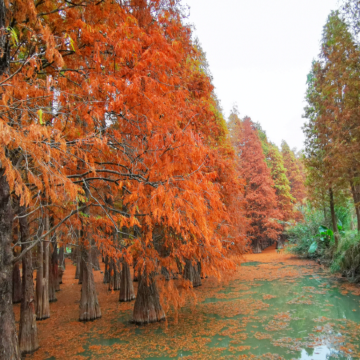 《季節限定．春日童話．落羽杉林+高鐵》鶴鳥天堂．星湖濕地公園 2晚享用【酒店豐富海鮮自助晚餐】連續2晚保證入住~肇慶星酒店 肇慶美景純玩3天團 