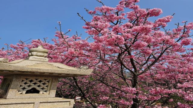 竹林山觀音寺 櫻花