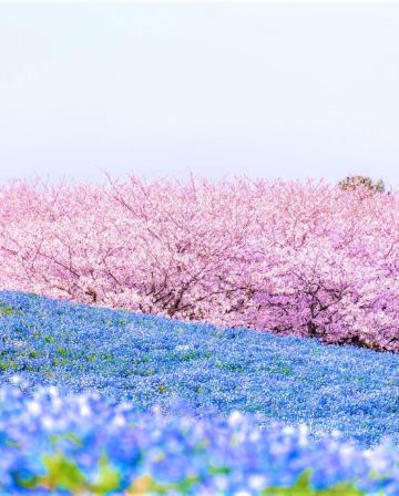 九州 春日花祭+ J1甲級聯賽 6天溫泉之旅   海之中道海濱公園、【保證入住】長崎 Stadium City球場酒店(設有球場景觀之大浴場)、 J1甲級聯賽~長崎成功丸 vs 清水心跳 (包門票)