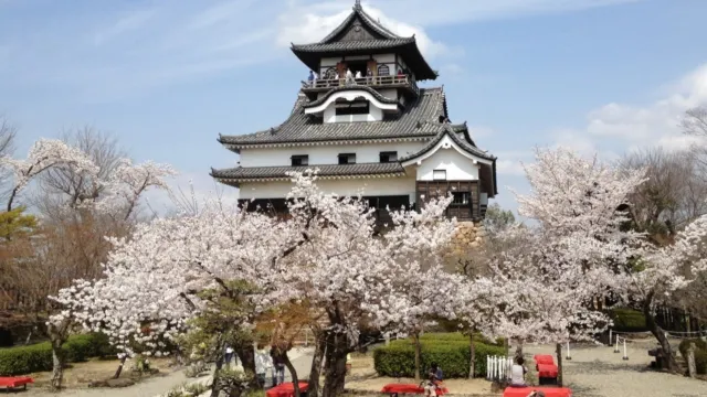 犬山城櫻花