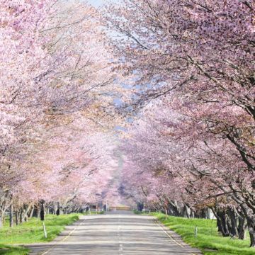 北海道~留壽都 溫泉度假5天春櫻之旅  【保證入住2晚 留壽都溫泉度假酒店~盡情享受星空風呂】賞櫻名所(北國優駿公園、莫埃來沼環保公園、北海道神宮)、浪漫小樽運河