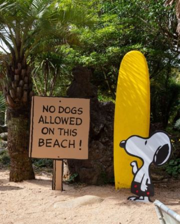 濟州4天韓遊之旅 ※史努比庭園SnoopyGarden、透明獨木舟體驗、風之山坡Boromwat、新昌風車海岸道路、月汀里海水浴場、道頭洞彩虹海岸道路、海女博物館、彩虹遊艇體驗+海女下水表演秀、