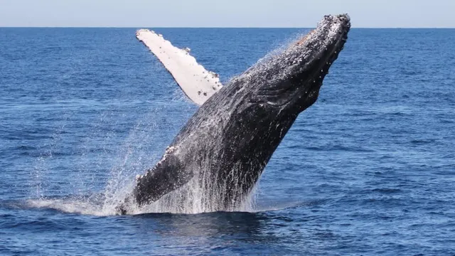 海豚島天閣露馬度假村 觀鯨之旅
