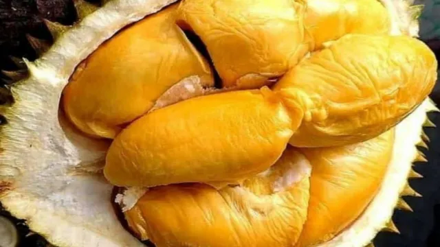 紅園(365檳城榴槤園)