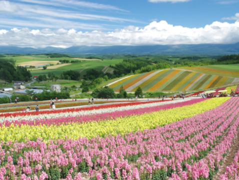 夏の北海道 擁抱自然7天之旅  富良野~富田花園、美瑛の青池、美瑛~四季彩の丘(包乘坐四季彩Norocco號觀光車)、「世界自然遺產」知床半島~知床瀑布、硫磺山、層雲峽(大雪山國立公園、夫妻瀑布)