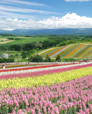 夏の北海道 擁抱自然7天之旅  富良野~富田花園、美瑛の青池、美瑛~四季彩の丘(包乘坐四季彩Norocco號觀光車)、「世界自然遺產」知床半島~知床瀑布、硫磺山、層雲峽(大雪山國立公園、夫妻瀑布)