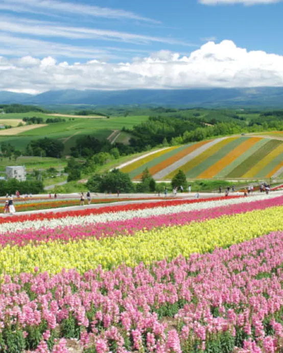 夏の北海道 擁抱自然7天之旅  富良野~富田花園、美瑛の青池、美瑛~四季彩の丘(包乘坐四季彩Norocco號觀光車)、「世界自然遺產」知床半島~知床瀑布、硫磺山、層雲峽(大雪山國立公園、夫妻瀑布)