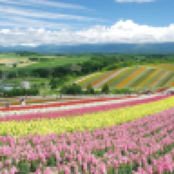 夏の北海道 擁抱自然7天之旅  富良野~富田花園、美瑛の青池、美瑛~四季彩の丘(包乘坐四季彩Norocco號觀光車)、「世界自然遺產」知床半島~知床瀑布、硫磺山、層雲峽(大雪山國立公園、夫妻瀑布)