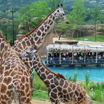 江村+首爾6天親子之旅 ※【江村Elysian度假村 X 2晚+韓式三溫暖體驗】Legoland樂高樂園、樂天世界+水族館、愛寶樂園Everland、Alpaca World草泥馬樂園