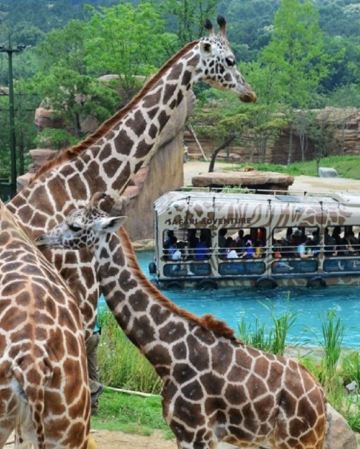 江村+首爾6天親子之旅 ※【江村Elysian度假村 X 2晚+韓式三溫暖體驗】Legoland樂高樂園、樂天世界+水族館、愛寶樂園Everland、Alpaca World草泥馬樂園