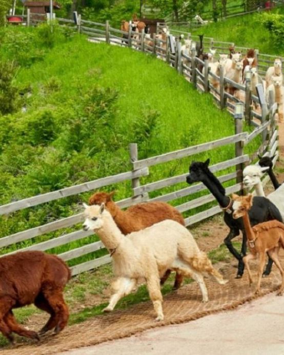 江村+首爾6天親子之旅 ※【江村Elysian度假村 X 2晚+韓式三溫暖體驗】江村Rail Bike、Alpaca World草泥馬樂園、Legoland樂高樂園、樂天世界+水族館、蕎麥麵DIY體驗