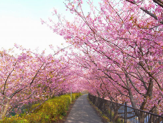 天適櫻花悠樂園
