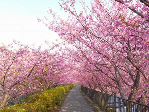 天適櫻花悠樂園
