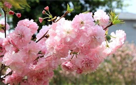 天適櫻花悠樂園