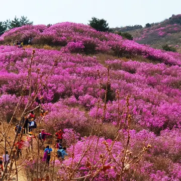 慶尚南道+釜山6天花漾之旅【春日賞花】河東雙溪寺、十里櫻花路、光陽白雲山、麗水梧桐島、靈鷲山、南川洞【鎮海賞櫻】慶和火車站、余左川羅曼史之橋、「第64屆鎮海軍港祭 」海軍基地司令部