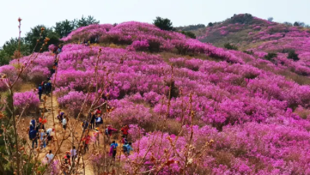 慶尚南道+釜山6天花漾之旅【春日賞花】河東雙溪寺、十里櫻花路、光陽白雲山、麗水梧桐島、靈鷲山、南川洞【鎮海賞櫻】慶和火車站、余左川羅曼史之橋、「第64屆鎮海軍港祭 」海軍基地司令部
