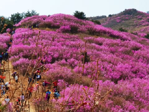 慶尚南道+釜山6天花漾之旅【春日賞花】河東雙溪寺、十里櫻花路、光陽白雲山、麗水梧桐島、靈鷲山、南川洞【鎮海賞櫻】慶和火車站、余左川羅曼史之橋、「第64屆鎮海軍港祭 」海軍基地司令部