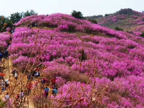 慶尚南道+釜山6天花漾之旅【春日賞花】河東雙溪寺、十里櫻花路、光陽白雲山、麗水梧桐島、靈鷲山、南川洞【鎮海賞櫻】慶和火車站、余左川羅曼史之橋、「第64屆鎮海軍港祭 」海軍基地司令部 慶尚南道+釜山6天花漾之旅【春日賞花】河東雙溪寺、十里櫻花路、光陽白雲山、麗水梧桐島、靈鷲山、南川洞【鎮海賞櫻】慶和火車站、余左川羅曼史之橋、「第64屆鎮海軍港祭 」海軍基地司令部