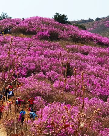 慶尚南道+釜山6天花漾之旅【春日賞花】河東雙溪寺、十里櫻花路、光陽白雲山、麗水梧桐島、靈鷲山、南川洞【鎮海賞櫻】慶和火車站、余左川羅曼史之橋、「第64屆鎮海軍港祭 」海軍基地司令部