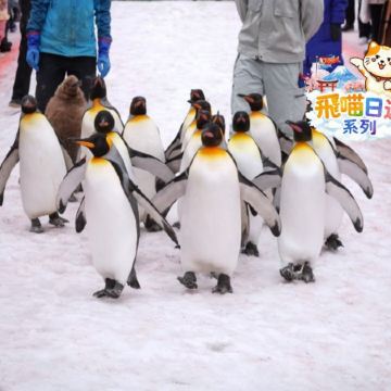 旭川+美瑛 冬日《一日遊 》 即報即成團 |  一人可出發 | 13人小團 |免收旅行團服務費 | 全程無購物