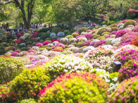 九州の春 6天賞花溫泉之旅 賞櫻名所(熊本城、水前寺公園)、御船山樂園 ~春の花祭( 杜鵑花、大紫籐花)、由布院溫泉街(櫻花及油菜花)、金鱗湖、久住花公園 九州の春 6天賞花溫泉之旅 賞櫻名所(熊本城、水前寺公園)、御船山樂園 ~春の花祭( 杜鵑花、大紫籐花)、由布院溫泉街(櫻花及油菜花)、金鱗湖、久住花公園