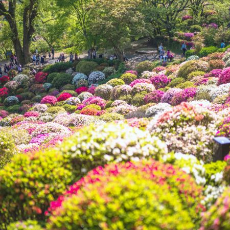 九州の春 6天賞花溫泉之旅  賞櫻名所(熊本城、水前寺公園)、御船山樂園 ~春の花祭( 杜鵑花、大紫籐花)、由布院溫泉街(櫻花及油菜花)、金鱗湖、久住花公園