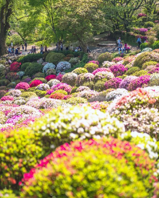 九州の春 6天賞花溫泉之旅 賞櫻名所(熊本城、水前寺公園)、御船山樂園 ~春の花祭( 杜鵑花、大紫籐花)、由布院溫泉街(櫻花及油菜花)、金鱗湖、久住花公園