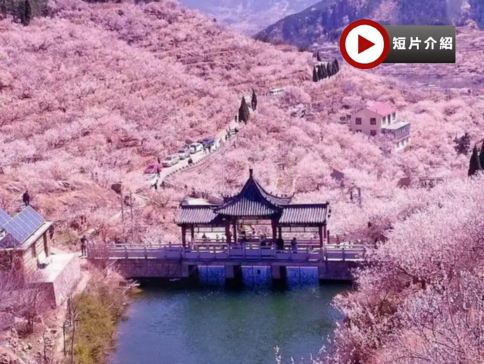 漫山櫻桃花海🌸~大嶗櫻桃谷、海上仙山~嶗山風景區、中山公園春日花卉🌸、青島啤酒博物館、歐陸風情~八大關、雲上海天觀光廳、乘船出海觀光、青島標誌棧橋、聖彌厄爾大教堂、宮廷晚宴《蘭齊宴賦》5天純玩團