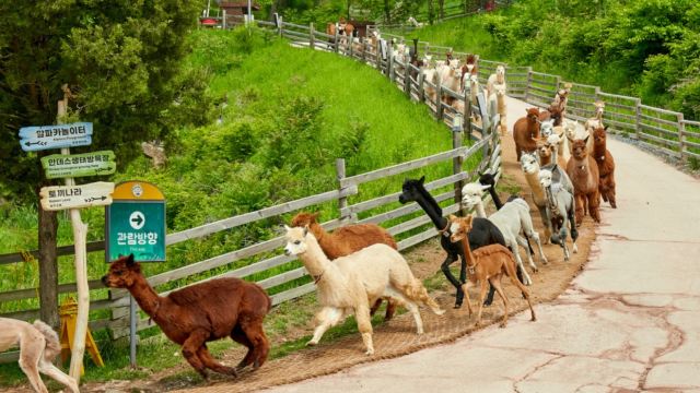 Alpaca World草泥馬樂園