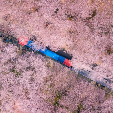 慶尚道+釜山6天花漾之旅【季節限定※鎮海賞櫻】「CNN Go韓國必遊50處景點」慶和火車站、余左川羅曼史之橋、帝皇山公園、慶州佛國寺、普門湖觀光園地、瞻星台、東宮與月池、皇理團街、釜山溫泉川市民公園