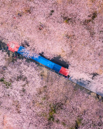 慶尚道+釜山6天花漾之旅【季節限定※鎮海賞櫻】「CNN Go韓國必遊50處景點」慶和火車站、余左川羅曼史之橋、帝皇山公園、慶州佛國寺、普門湖觀光園地、瞻星台、東宮與月池、皇理團街、釜山溫泉川市民公園