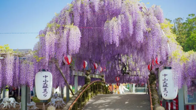 中山大紫藤花祭