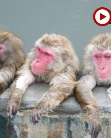 北海道、函館 3大冬季限定祭典。冬日玩樂6天之旅  登別Marine Park海洋城堡、洞爺湖展望台、野外攀山雪車場、函館熱帶植物園(觀賞野猿泡溫泉)