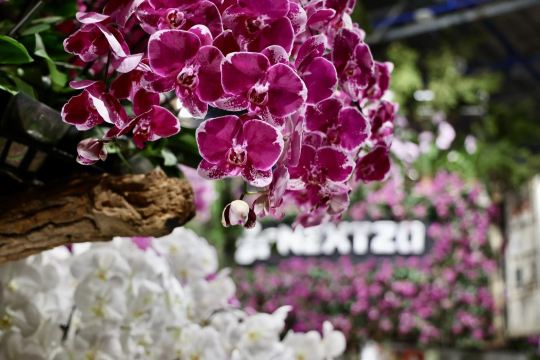 台南國際蘭花展 3月1-15日出發適用