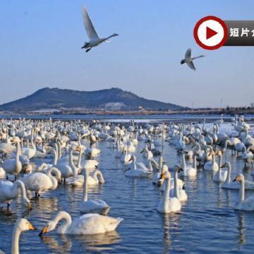 【青島航空】天鵝共舞‧溫泉療癒  山東(青島、威海、蓬萊、煙台)6天純玩團 亞洲最大天鵝越冬棲息地之一～天鵝湖公園、蓬萊閣、火炬八街、幸福門、青島棧橋、八大關、張裕葡萄酒博物館、香海溫泉♨️
