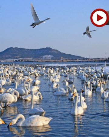 【青島航空】天鵝共舞‧溫泉療癒  山東(青島、威海、蓬萊、煙台)6天純玩團 亞洲最大天鵝越冬棲息地之一～天鵝湖公園、蓬萊閣、火炬八街、幸福門、青島棧橋、八大關、張裕葡萄酒博物館、香海溫泉♨️