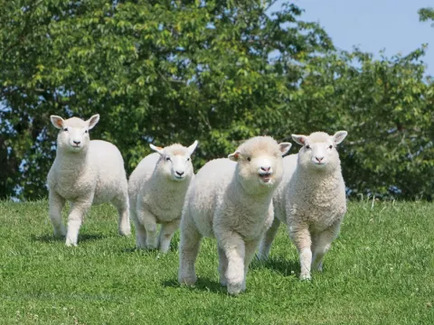 Mother Farm Glamping