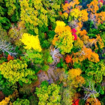 金楓杏韻‧江南賞秋🍁6天團  臨安天目山(大樹王銀杏)、無錫寄暢園(紅楓銀杏)、湖州八都岕(十里銀杏長廊)/蘇州留園(紅楓銀杏)、杭州(九溪煙樹紅楓)、夜遊惠山古鎮、船遊西湖、上海