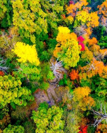 金楓杏韻‧江南賞秋🍁6天團  臨安天目山(大樹王銀杏)、無錫寄暢園(紅楓銀杏)、湖州八都岕(十里銀杏長廊)/蘇州留園(紅楓銀杏)、杭州(九溪煙樹紅楓)、夜遊惠山古鎮、船遊西湖、上海