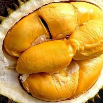 《季節限定 榴槤任食》檳城+怡保+吉隆坡5天美食觀光之旅 - 遊走榴槤山，各種榴槤品種任食 《保證2晚‧Banyan Tree酒店集團旗下品牌》五星級 檳城Angsana Teluk Bahan