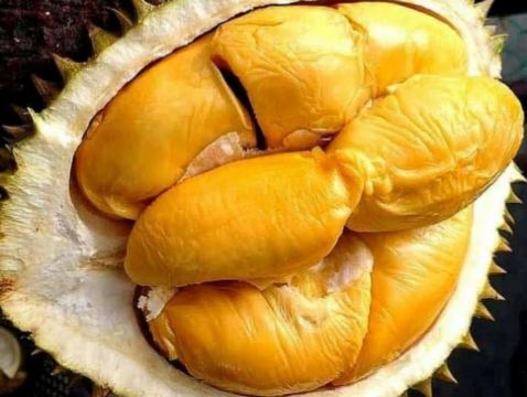 《季節限定 榴槤任食》檳城+怡保+吉隆坡5天美食觀光之旅 - 遊走榴槤山，各種榴槤品種任食 《保證2晚‧Banyan Tree酒店集團旗下品牌》五星級 檳城Angsana Teluk Bahan