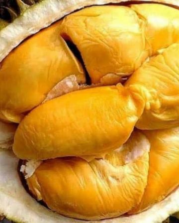 《季節限定 榴槤任食》檳城+怡保+吉隆坡5天美食觀光之旅 - 遊走榴槤山，各種榴槤品種任食 《保證2晚‧Banyan Tree酒店集團旗下品牌》五星級 檳城Angsana Teluk Bahan